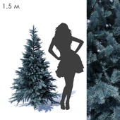 Prickly spruce 1.5m