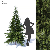 Prickly spruce 2m