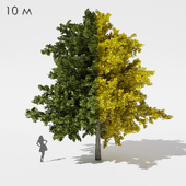 Wide cone-shaped maple sycamore 10m