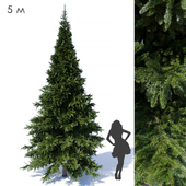 Prickly spruce 5m