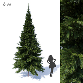 Prickly spruce 6m