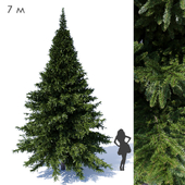 Prickly spruce 7m