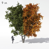 Wide conical maple sycamore 9m