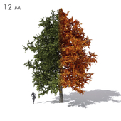 Wide conical maple sycamore 12m