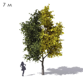 Wide conical maple sycamore 7m
