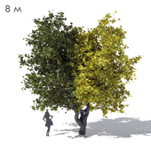 Wide cone-shaped maple maple 8m