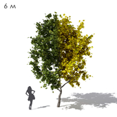 Wide conical maple sycamore 6m