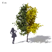 Wide conical maple sycamore 4m