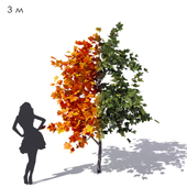 Wide conical maple sycamore 3m