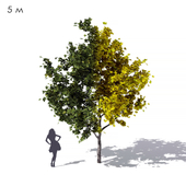 Wide conical maple sycamore 5m