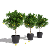 Decorative lemon trees 3