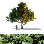 Oak 2