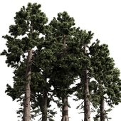 PINES TREE