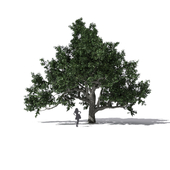Oak 3