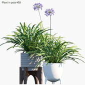 Plant in pots # 59