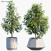 Plant in pots # 60: House plants