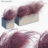 Plant in pots # 61: Wind