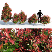 Photinia fraseri Little