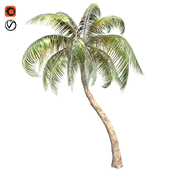 Palm tree coconut