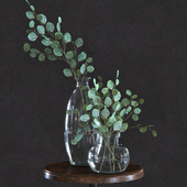 Eucalyptus Set3