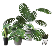 Houseplants set 2