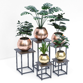 plants set