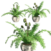 Boston fern double with pot