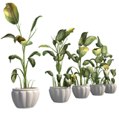 Tropical Snow 5 Different Model with Pot