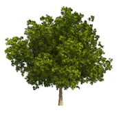 Bay tree