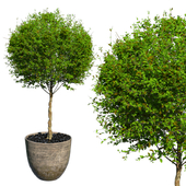 Spherical benjamin in pot