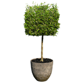 Benjamin in pot cubic
