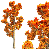 tree02