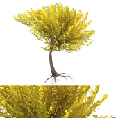 tree02