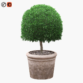 Semicircular boxwood bush in a pot