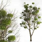 Tree with Mistletoe