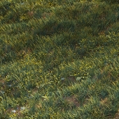 June grass