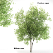 Fraxinus nigra (black ash)