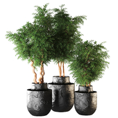 plant934