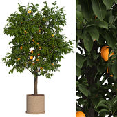 lemon tree