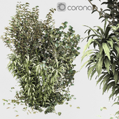 bush