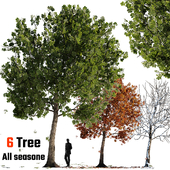 European Chestnut summer fall winter