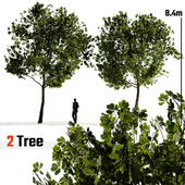 European Chestnut Castanea sativa