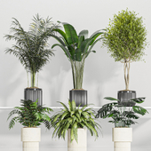 indoor Plant Set 01