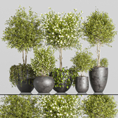 indoor plant Set 2
