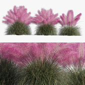 Muhlenbergia Capillaris - Pink Muhly Grass