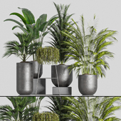 Collaction Indoor Plants 03
