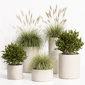 Indoor Plant Set 024