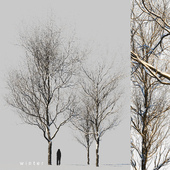 snow-covered trees