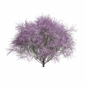 Tamarix Gallica