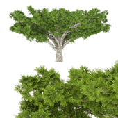Acacia Old